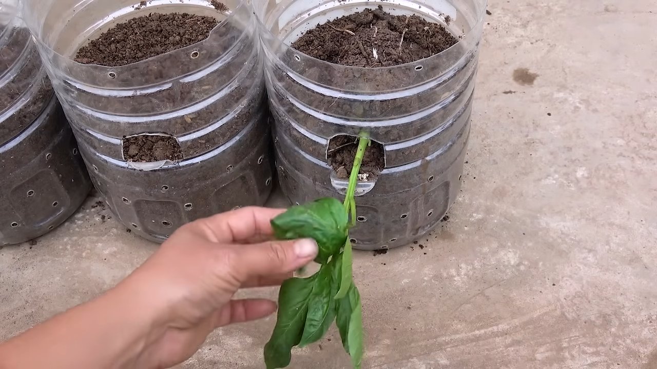 Bell Peppers Recycled Bottles