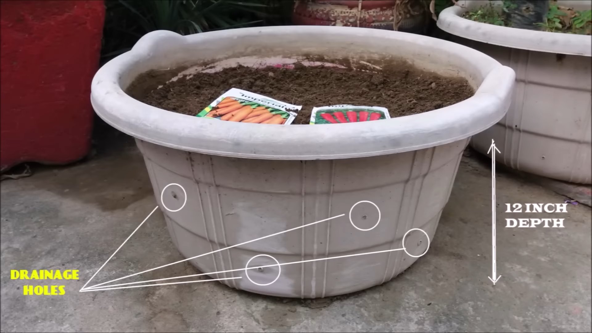 Grow carrots at home