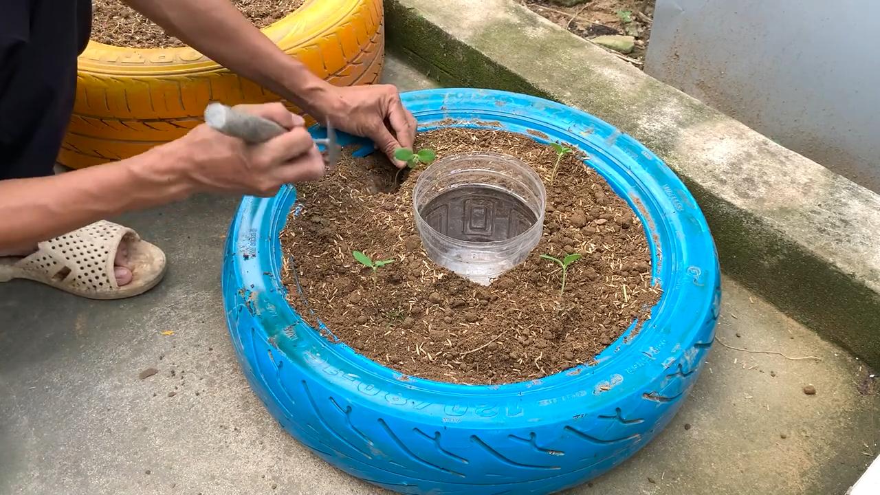 Backyard Melon Growing Easy