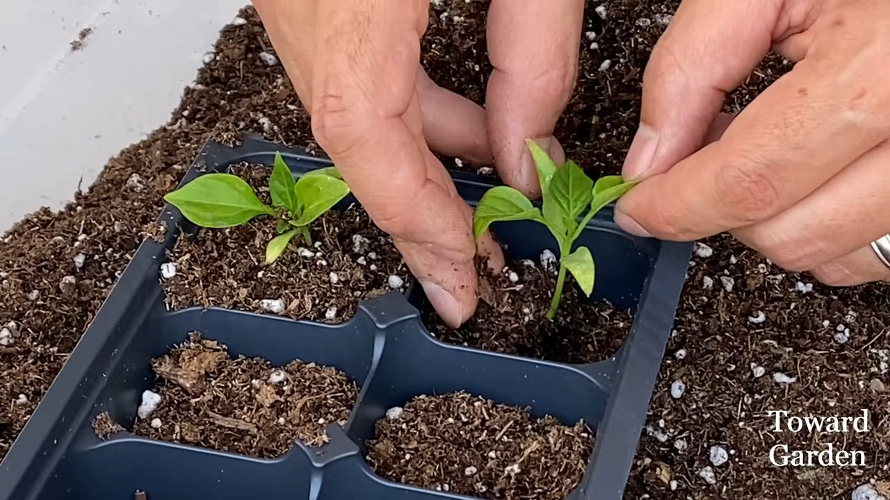 Bell pepper growing tips