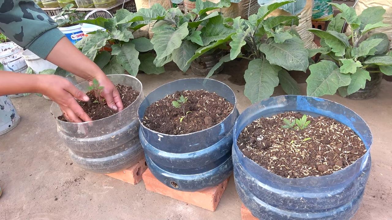 Growing Cherry Tomatoes