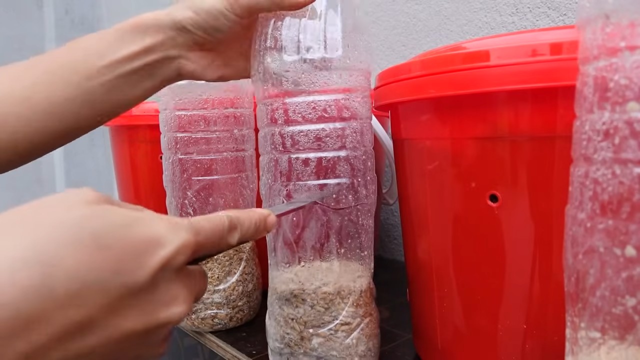 Home Mushroom Growing Tutorial