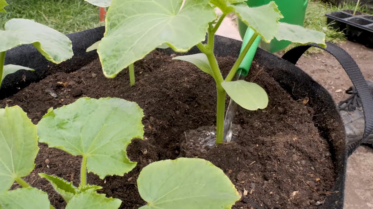 Grow Lemon Cucumbers Quickly