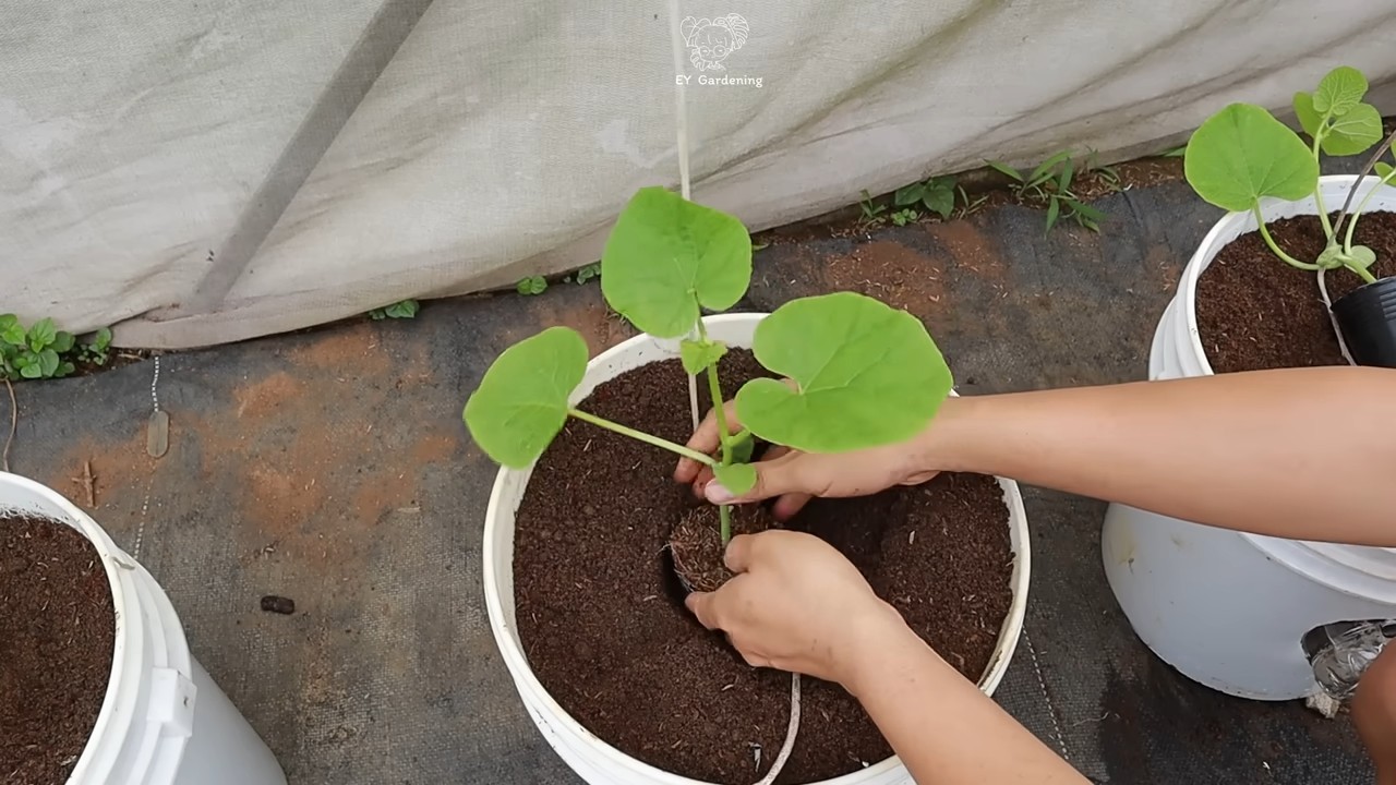 Hanging melon growing DIY