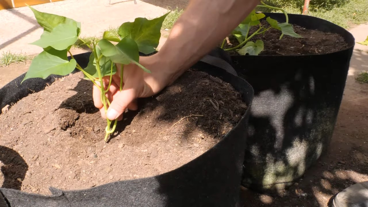Sweet Potato Container Gardening