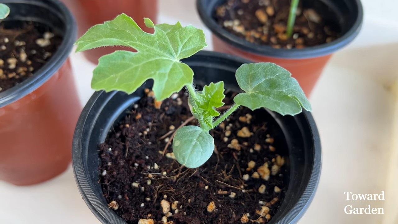 Small Planter Watermelon
