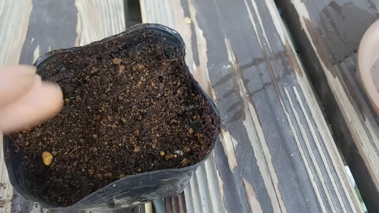 Growing rice at home