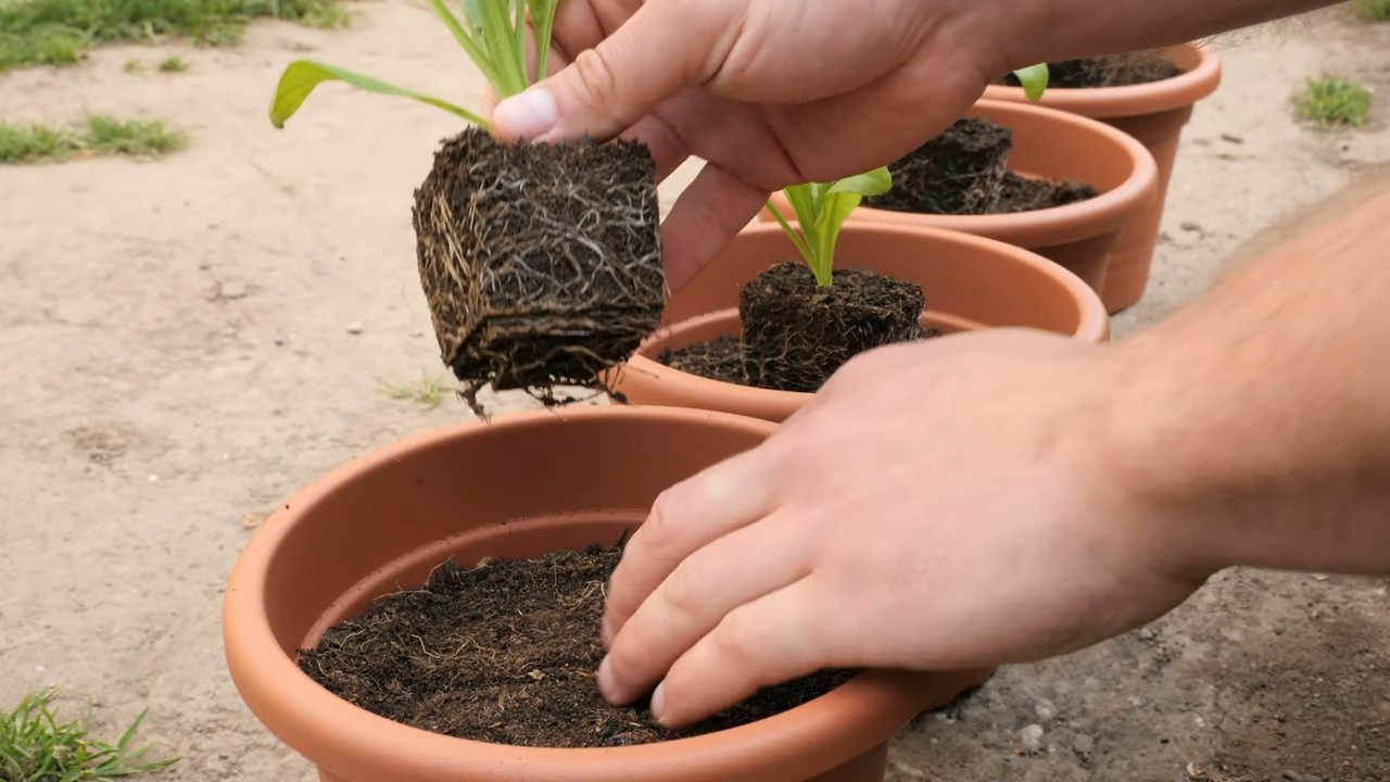 Calendula Planting Easy Routine