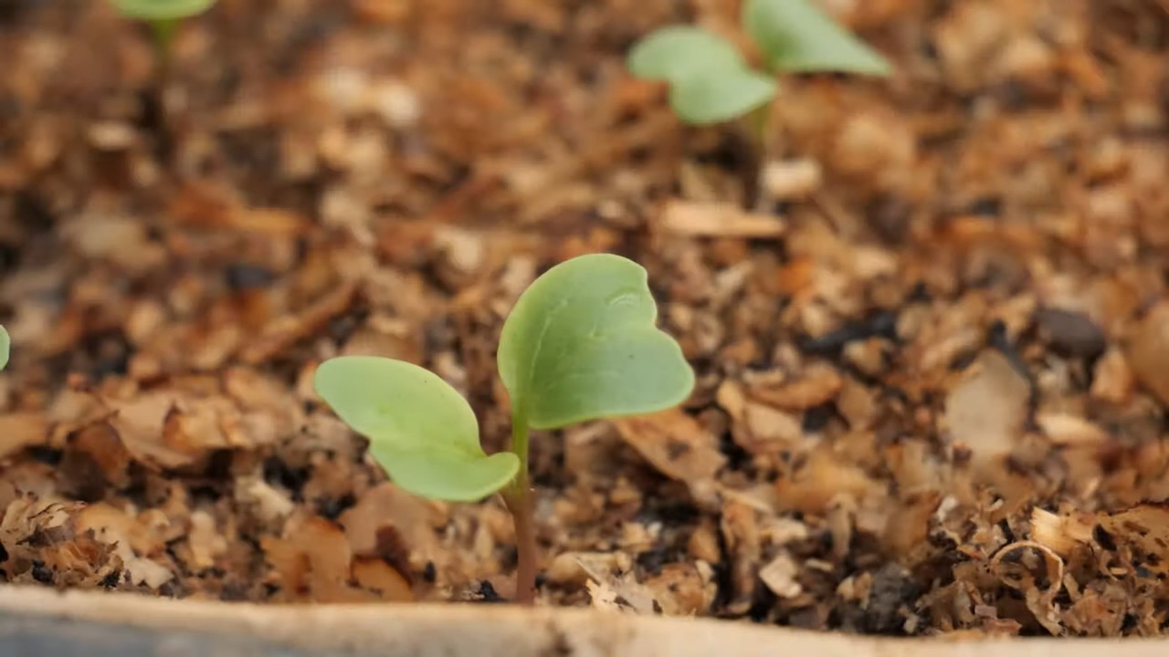 Small space radish growing