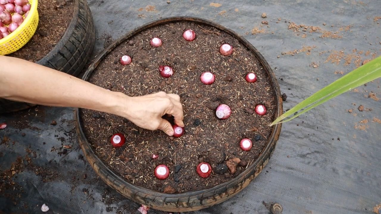 Grow Onions at Home Easily