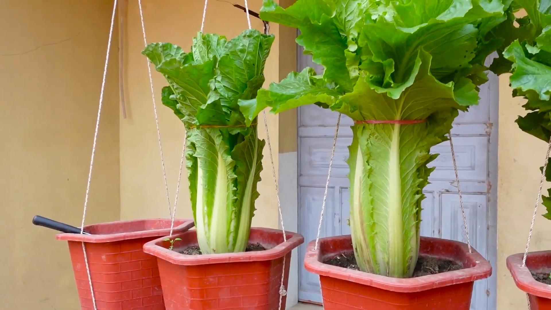 Indoor Lettuce Garden