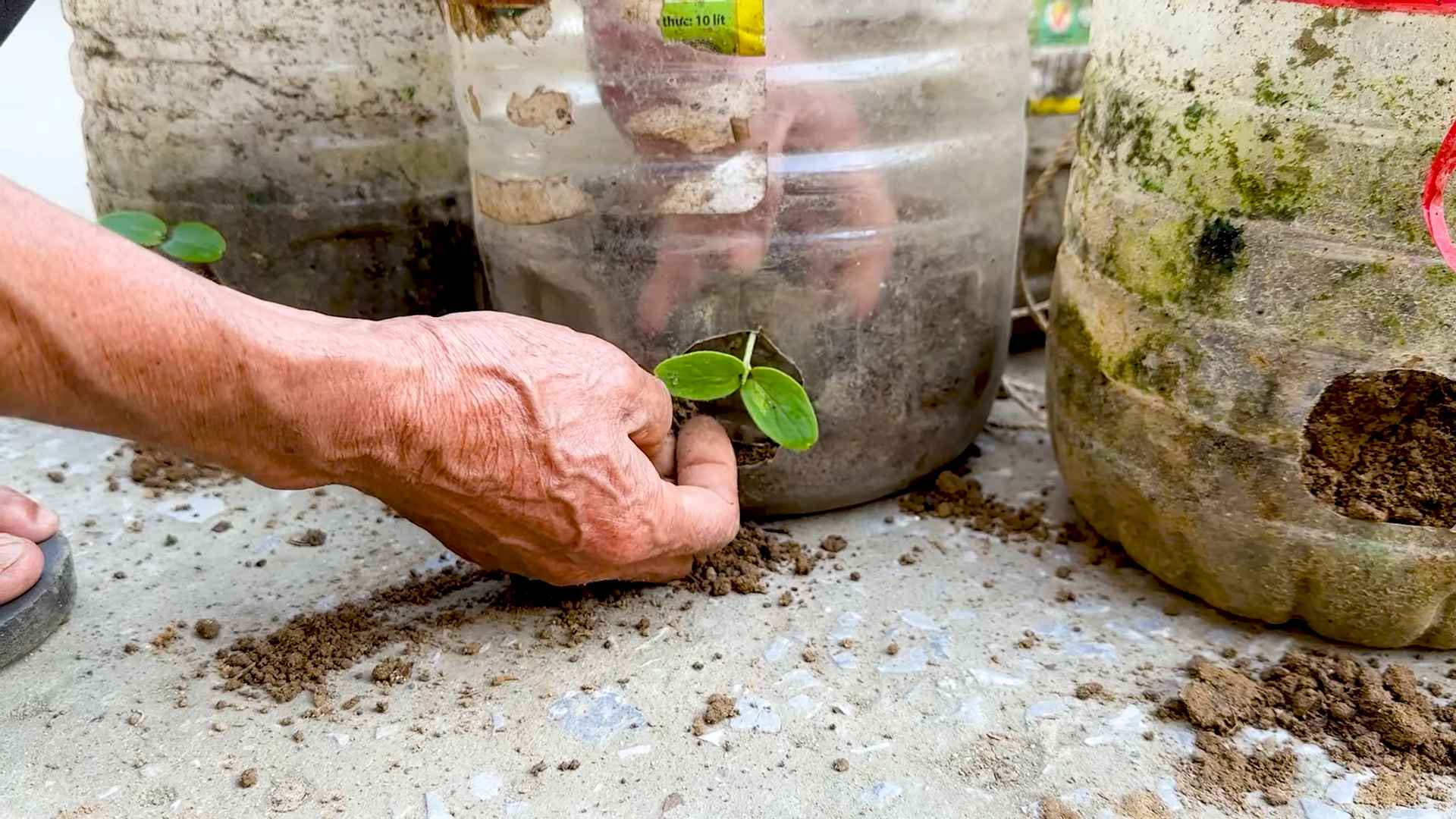 Grow Sweet Melons