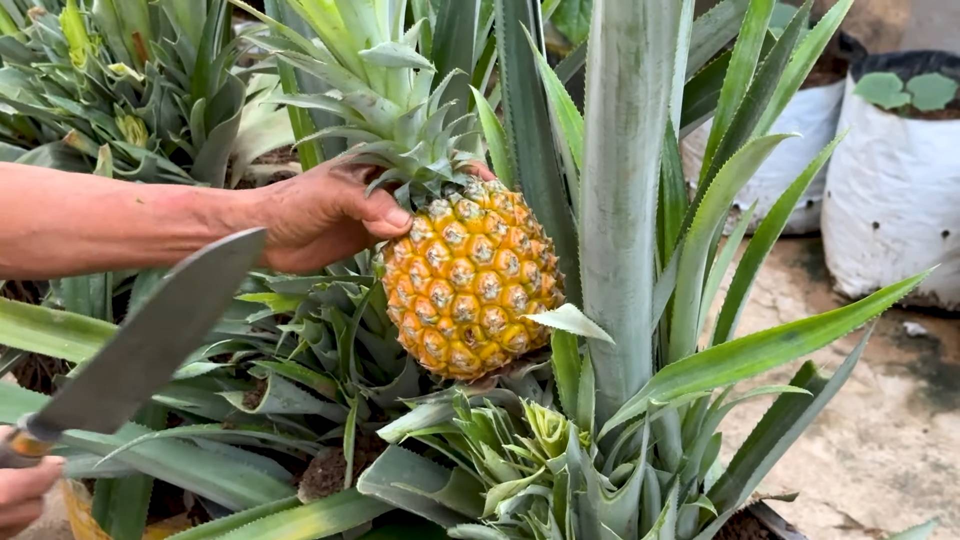 Growing pineapples at home