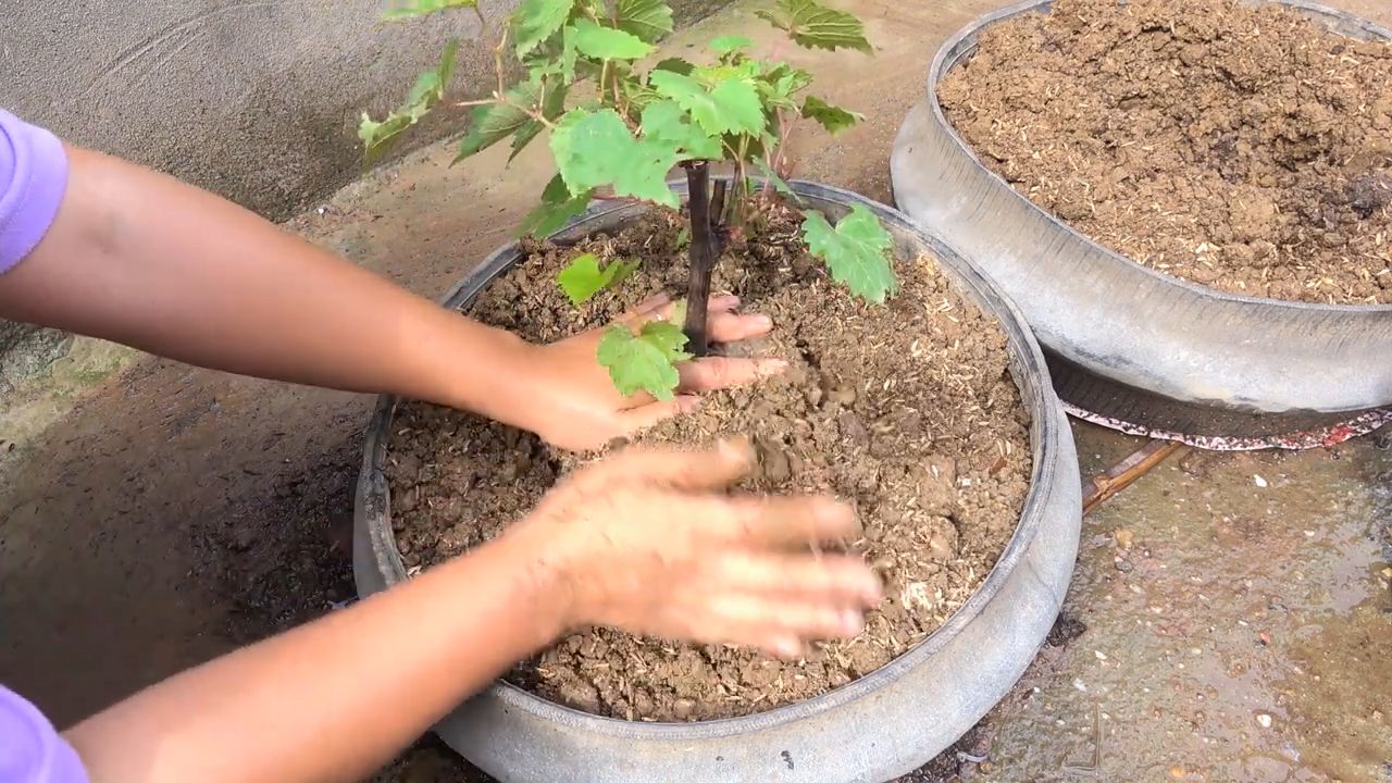 Grape vine tire cuttings