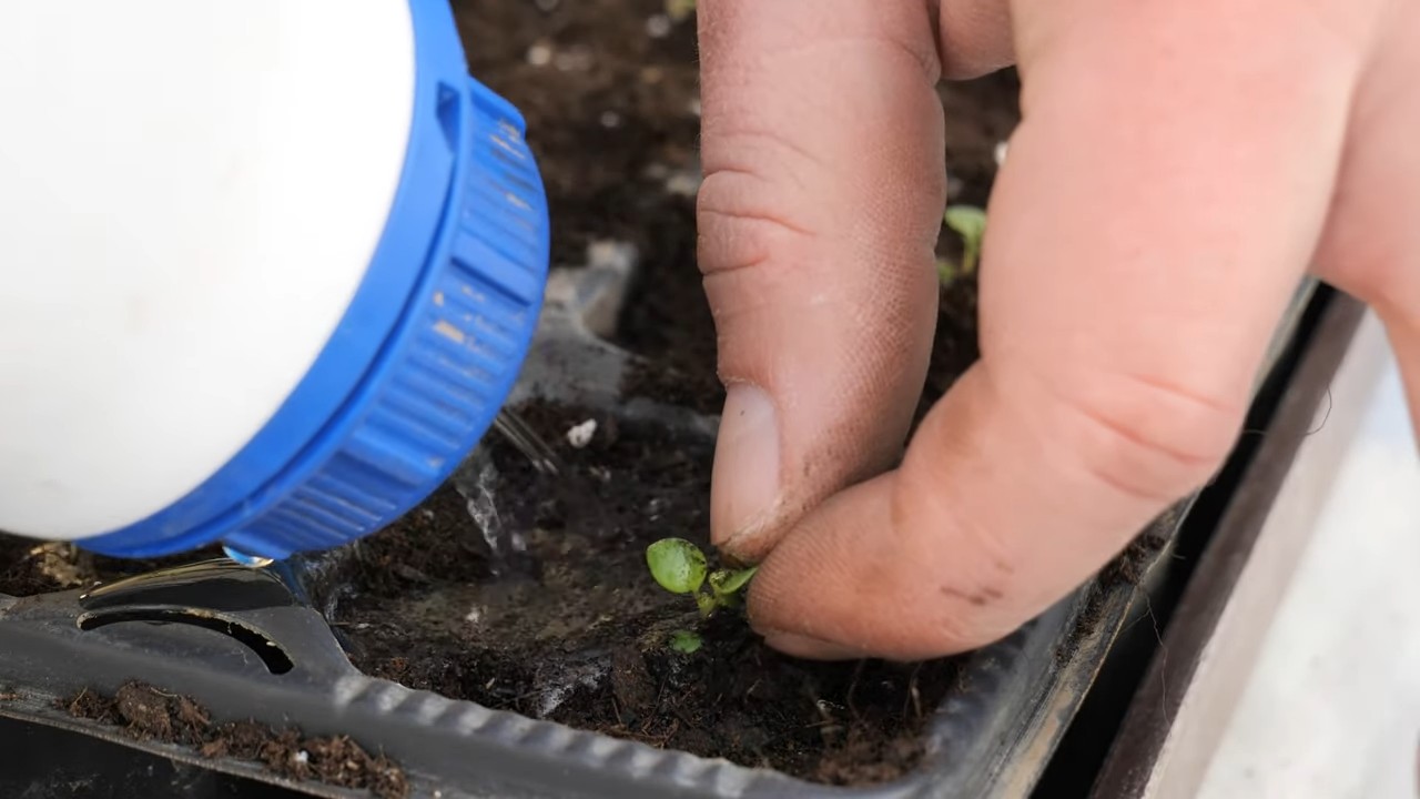 Grow Oregano Indoors Year Round