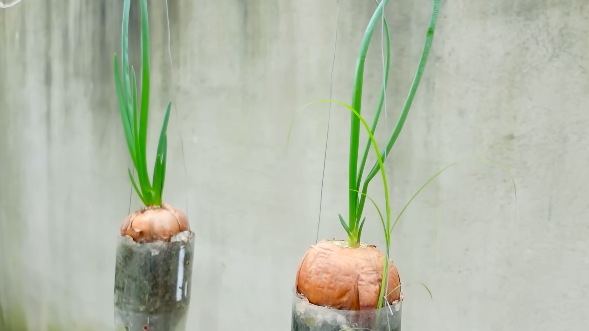 Growing Onions in Bottles