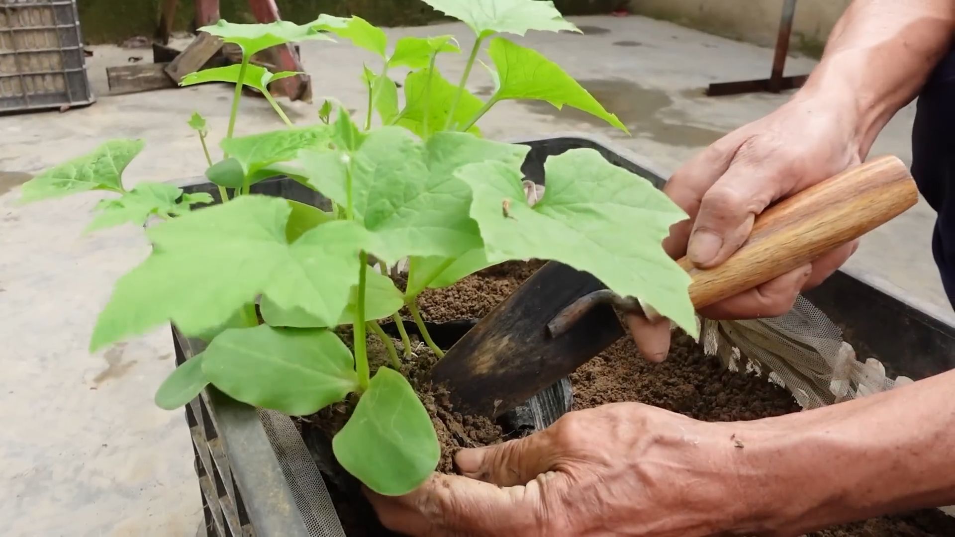 Grow Angled Luffa Easily