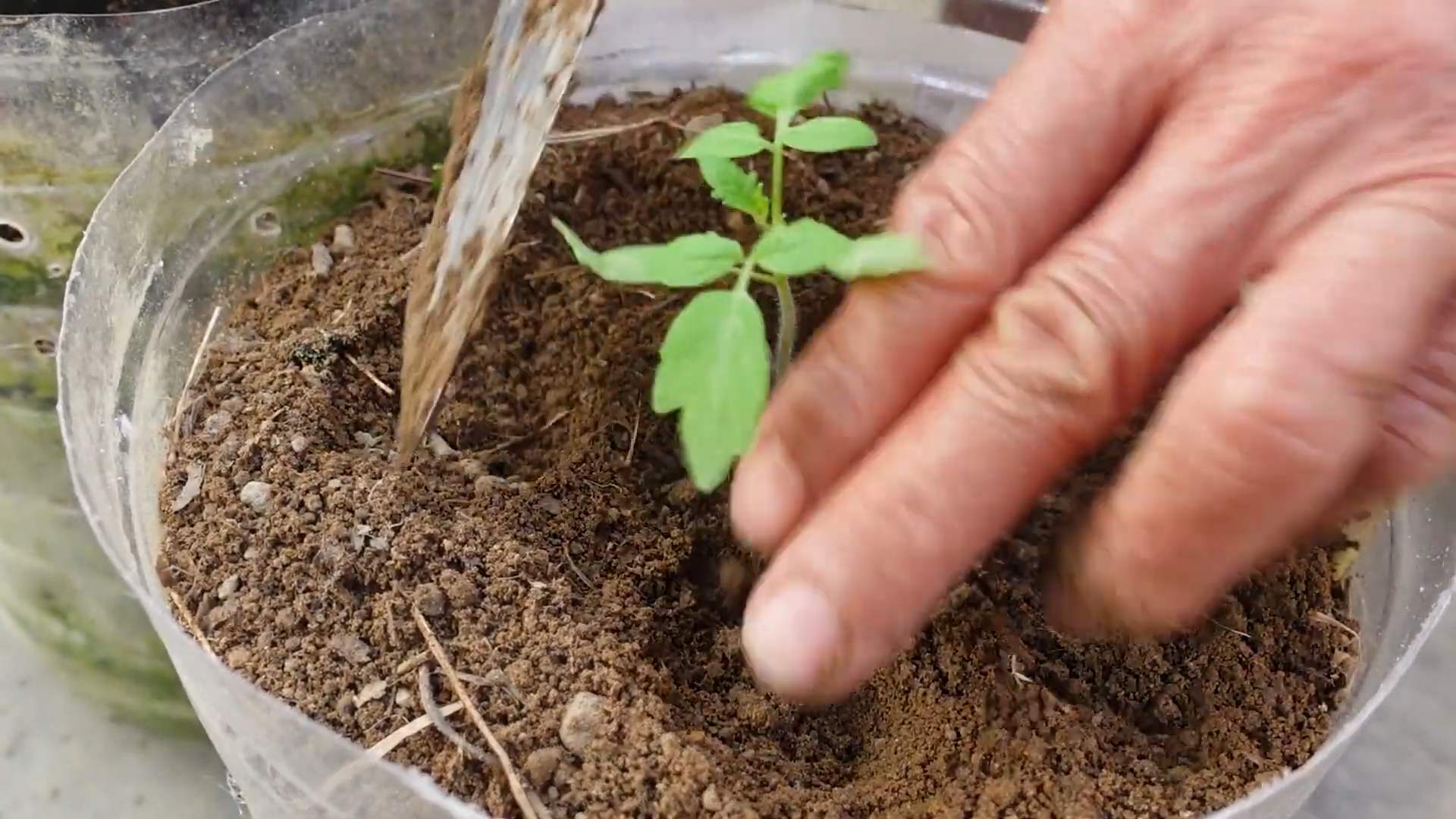 DIY tomato planter