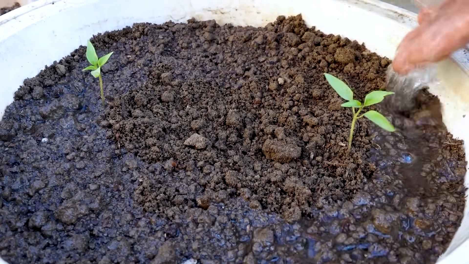 Grow Chili Peppers Easily