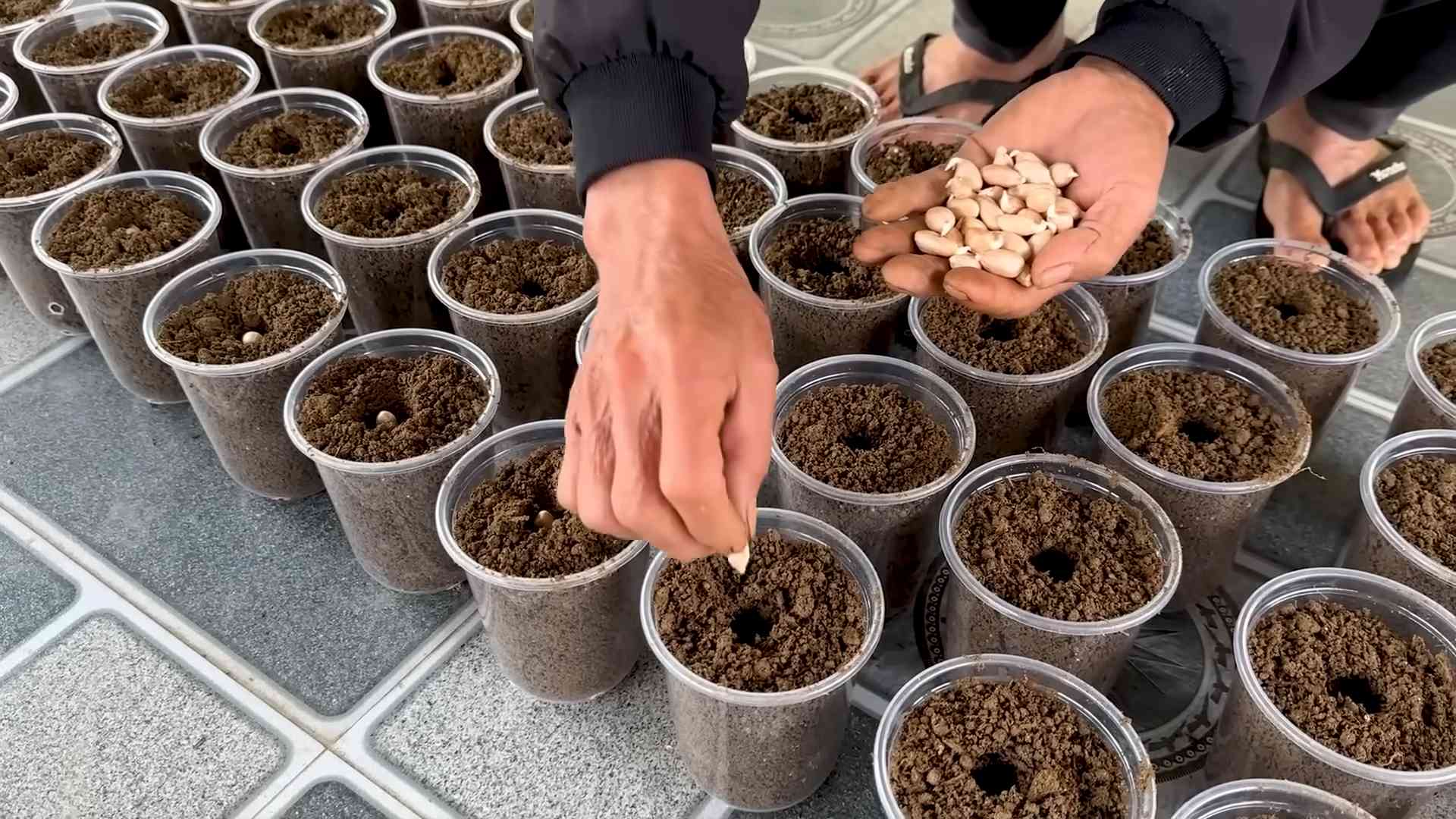 Growing peanuts in pots