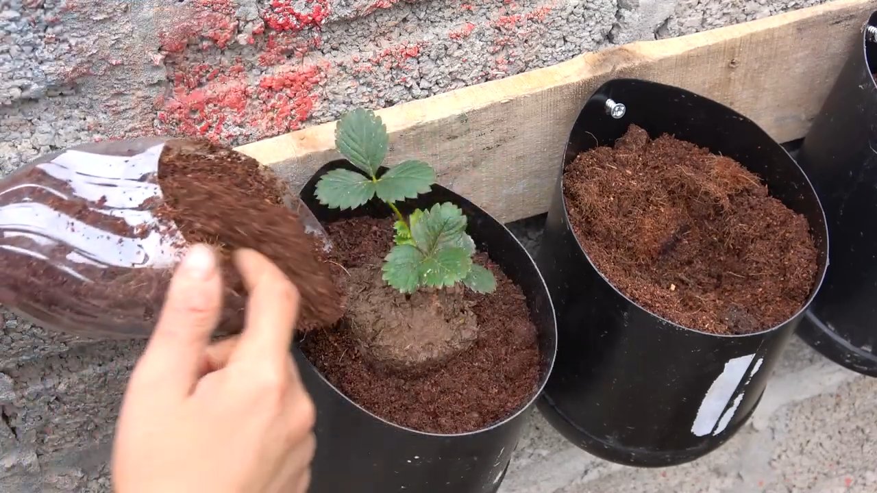 Grow strawberries easily at home
