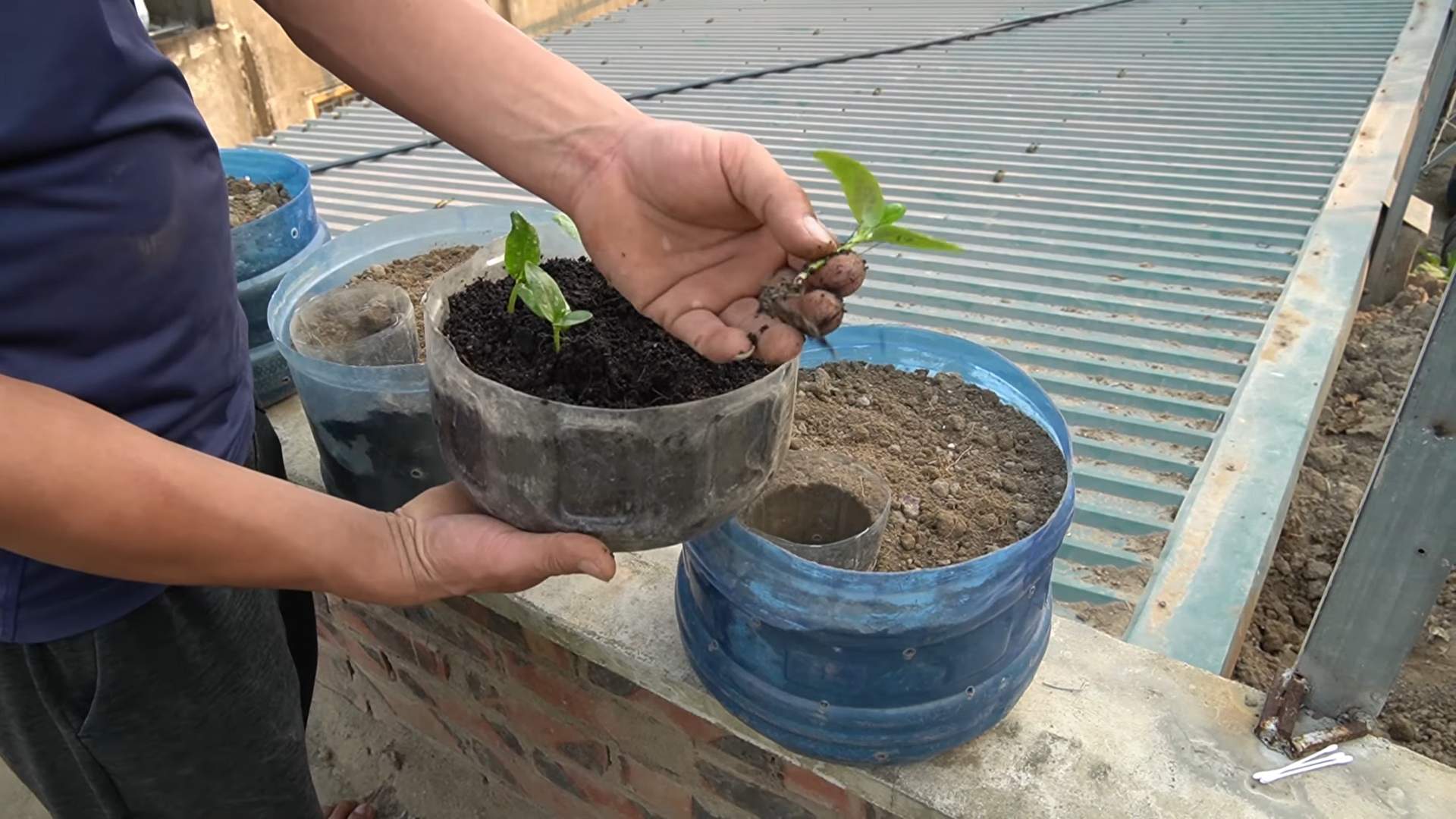Upcycled Pot Cucumber Growing