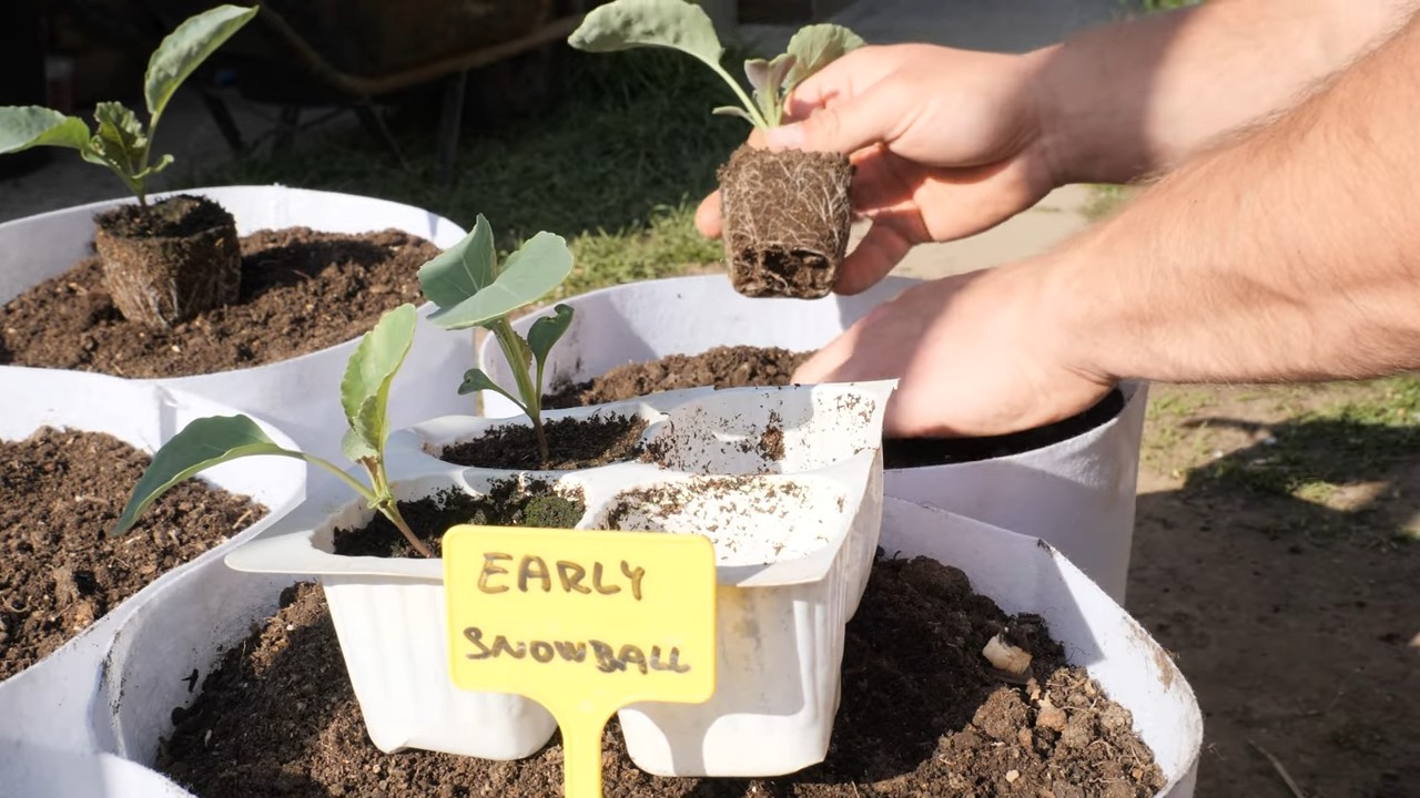 Container Cauliflower Gardening Tips