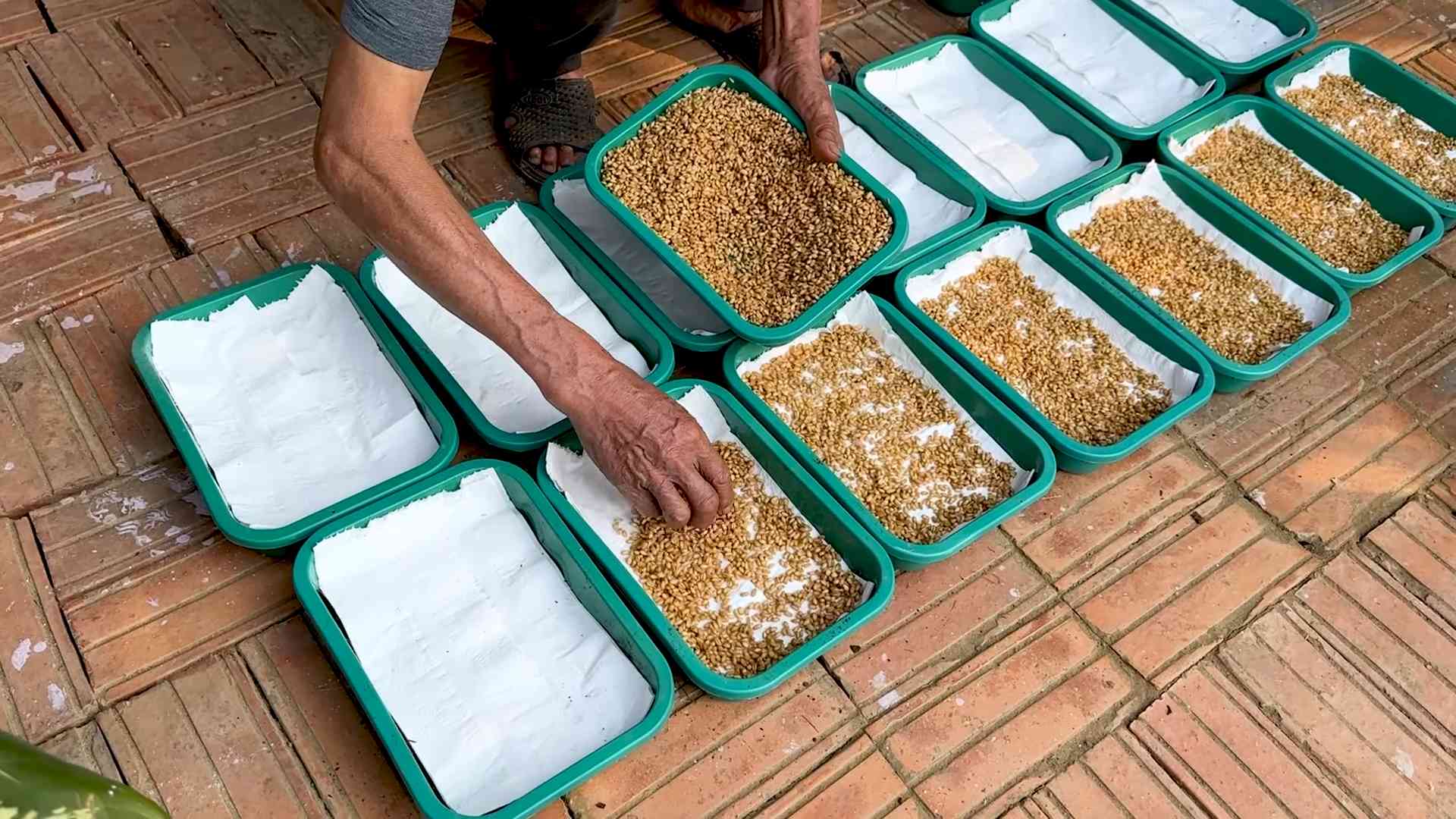 Growing wheatgrass without soil