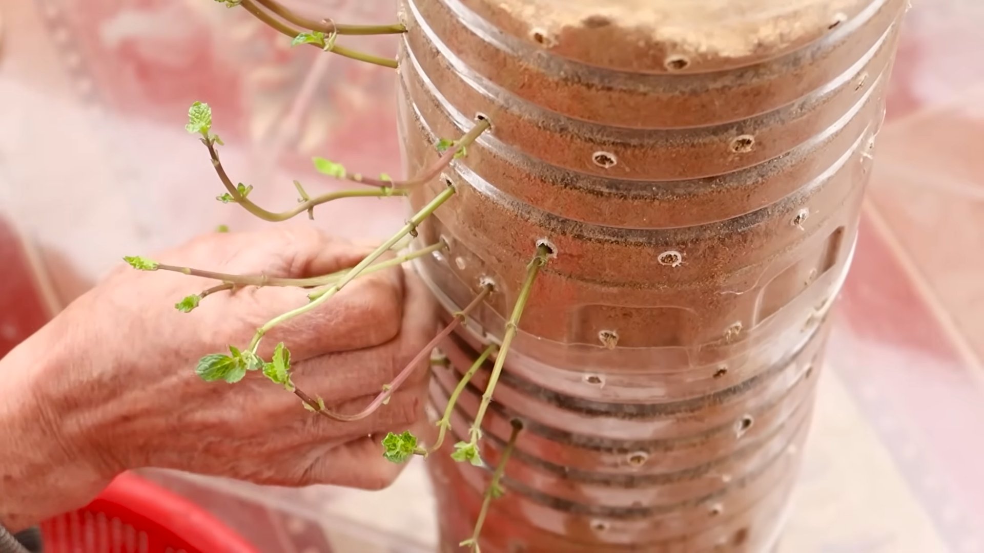 Grow Oregano Indoors