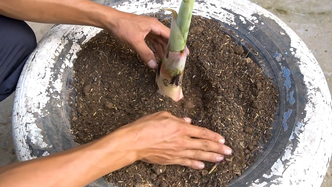 Grow bananas in 12 months