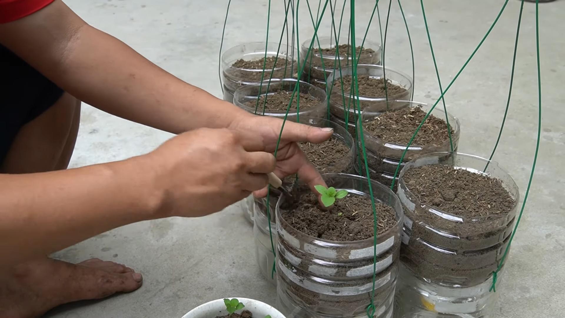 Bottle gardening eggplants