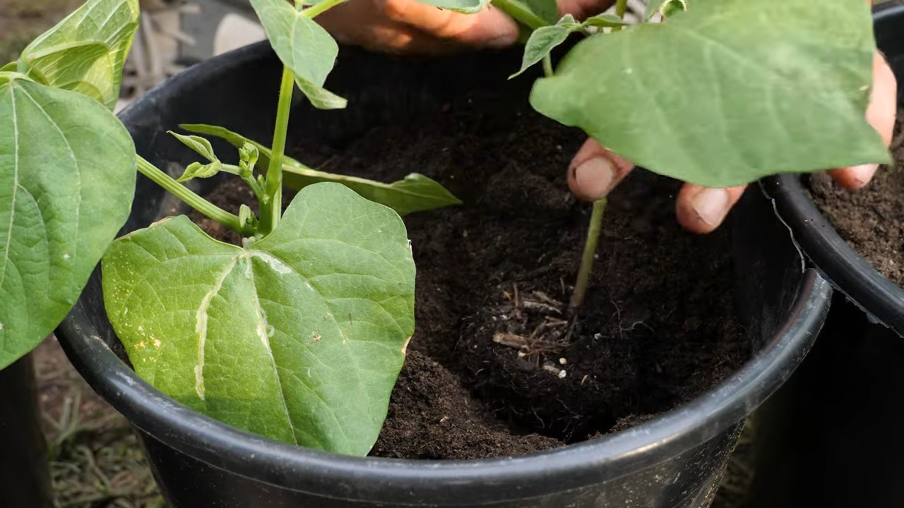 Container Bush Beans