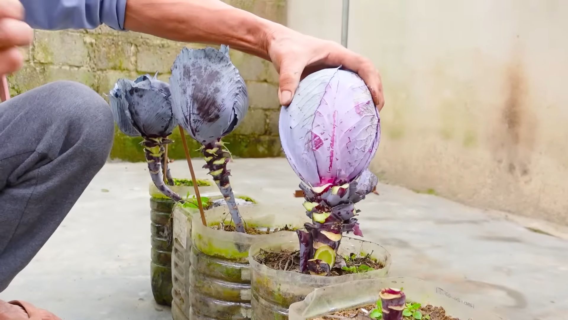 Grow Purple Cabbage Home
