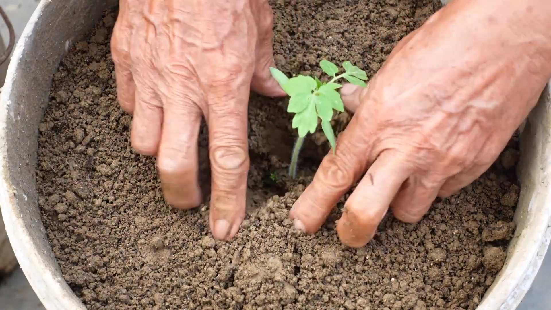 Tomato growing routine