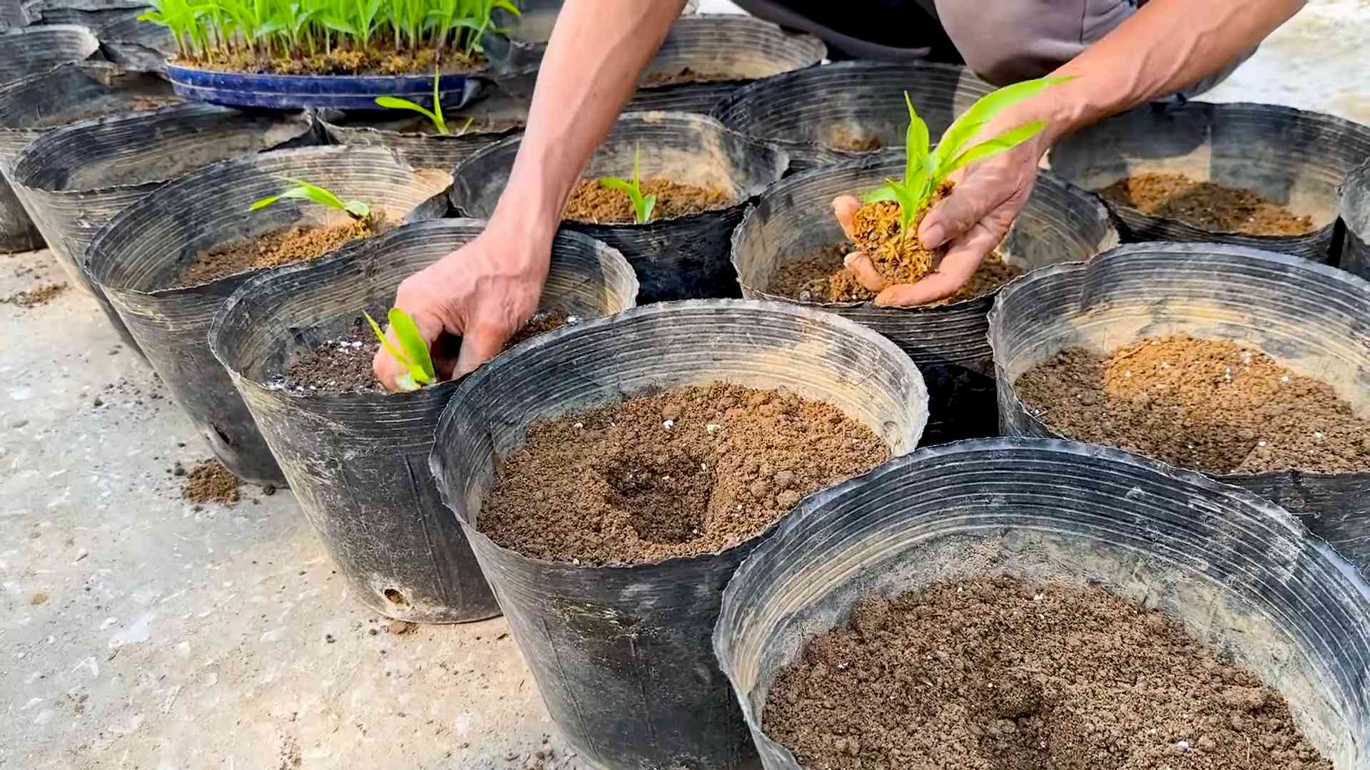 Rooftop corn growing no soil