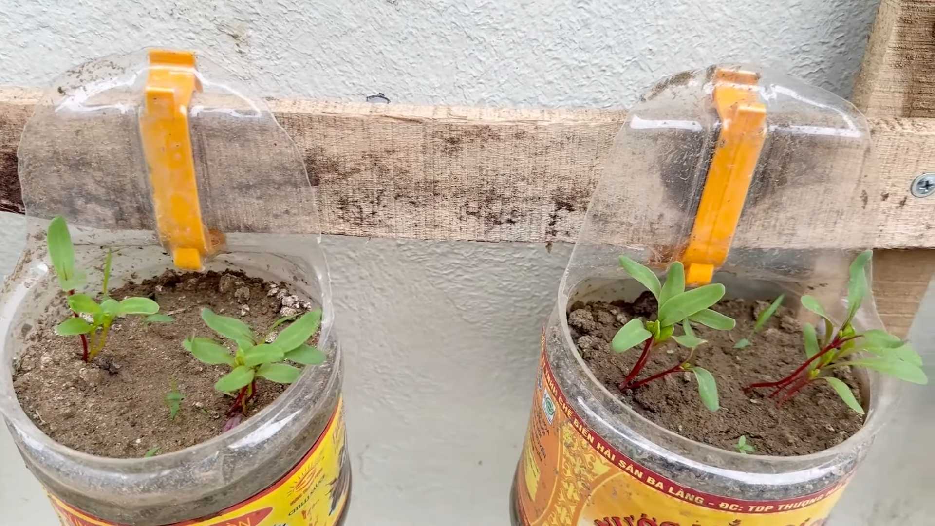 Grow Rainbow Chard Container