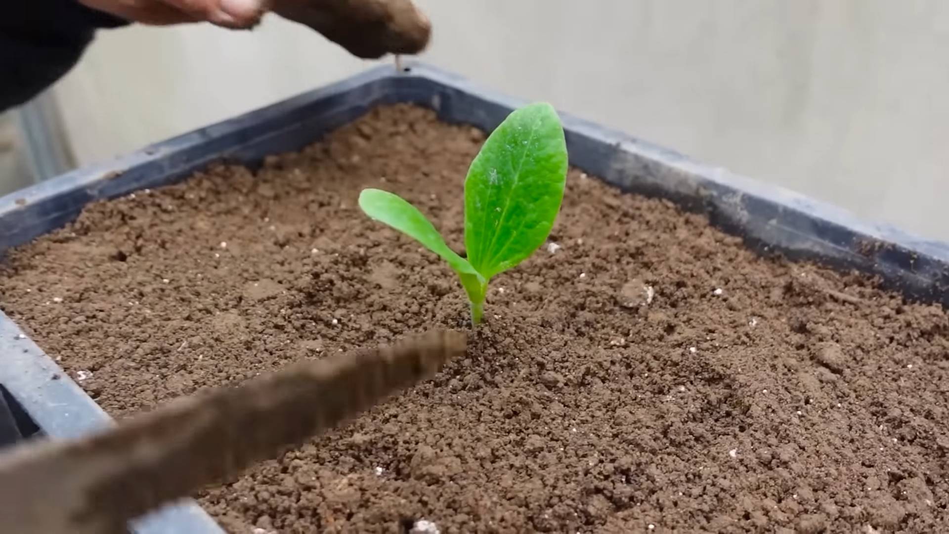 Zucchini Growing Secrets