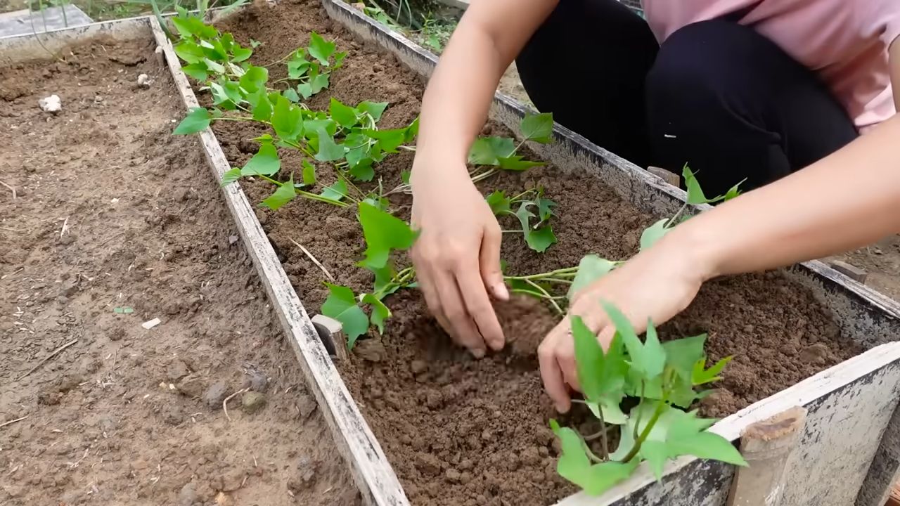 Vertical Sweet Potato Growing