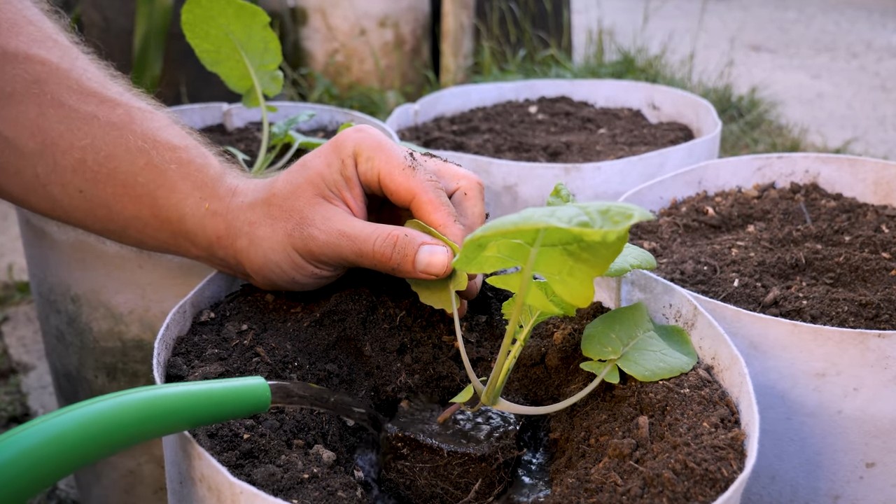 Growing Swede and Rutabaga