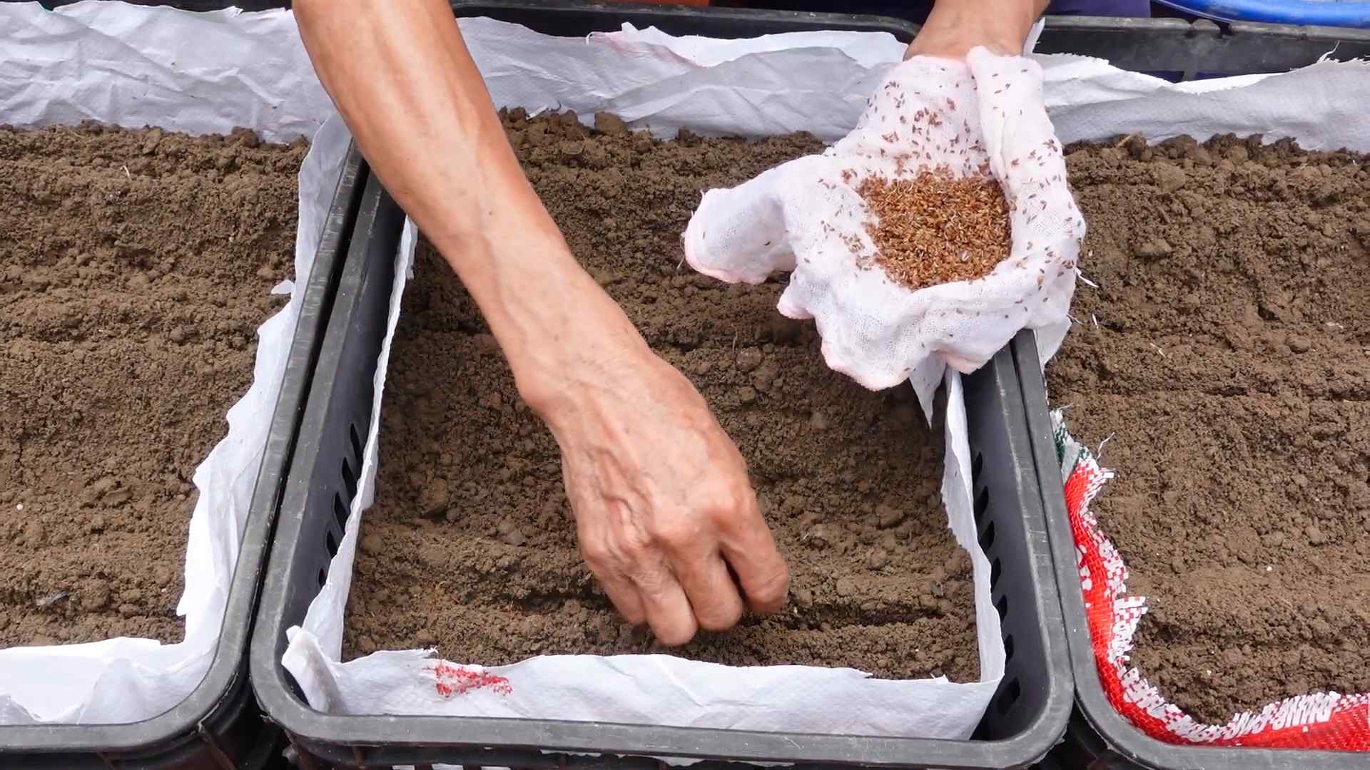 High yield carrot growing