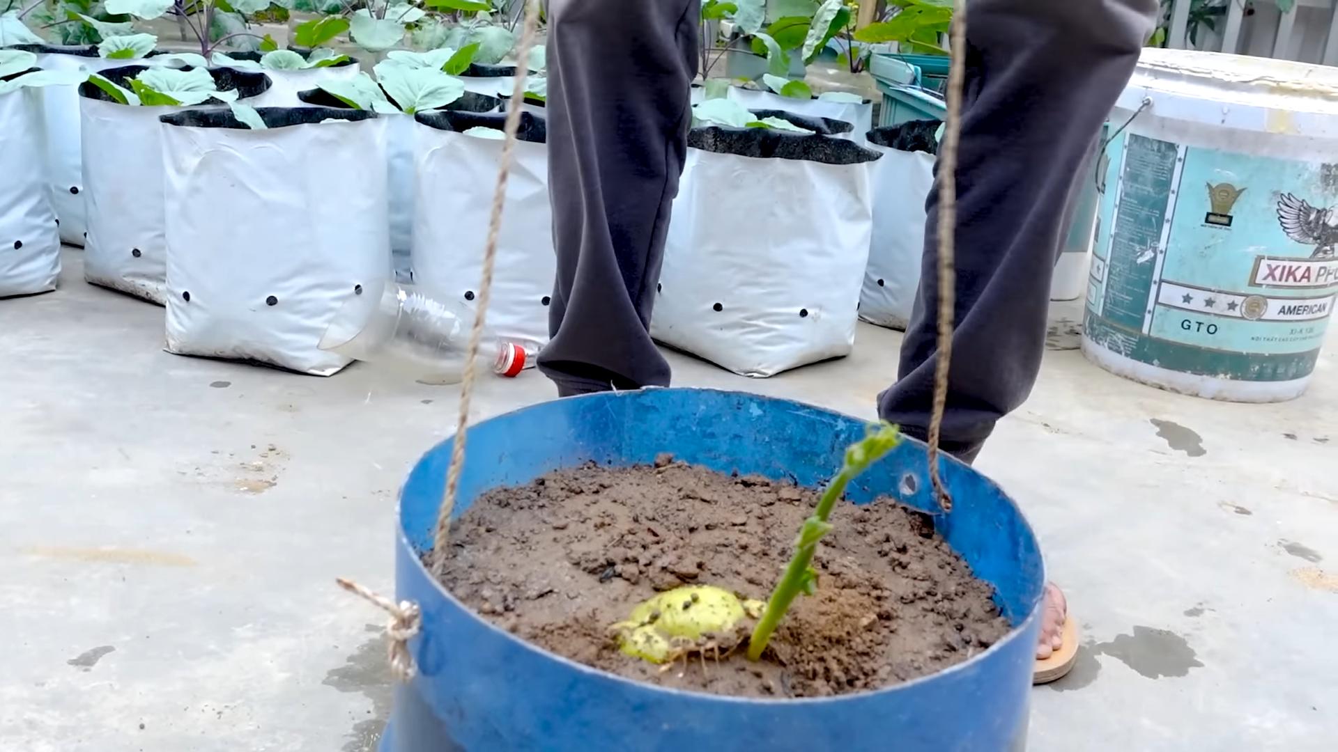 Boost Chayote Yield
