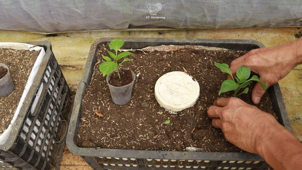 Growing Flavorful Chili Peppers
