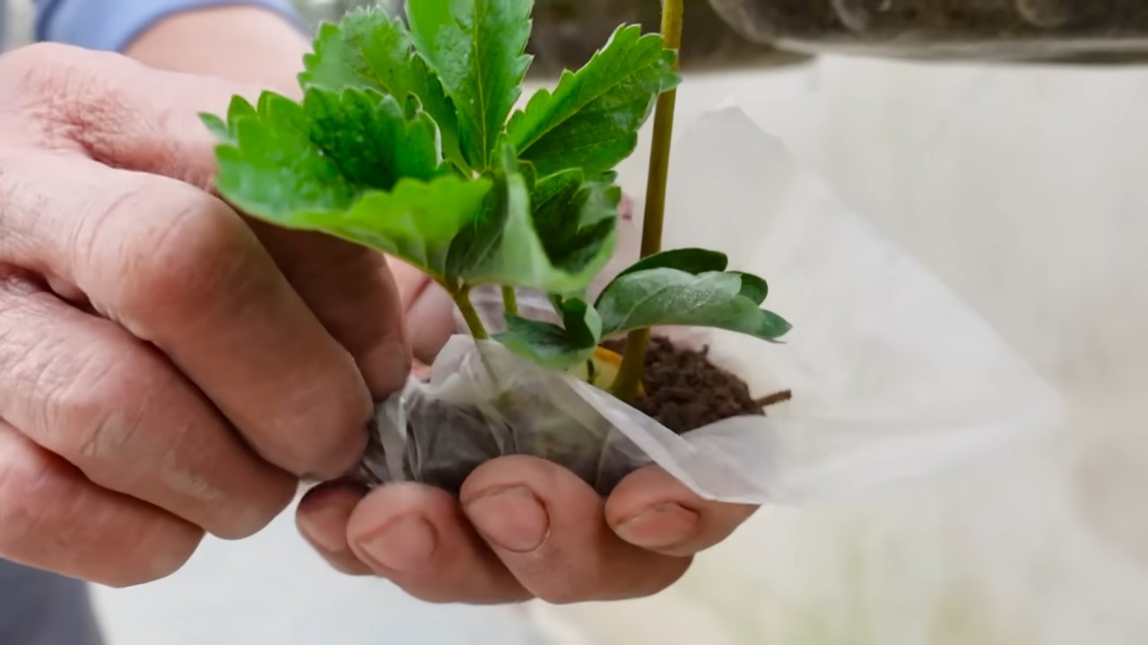 Indoor Strawberry Gardening