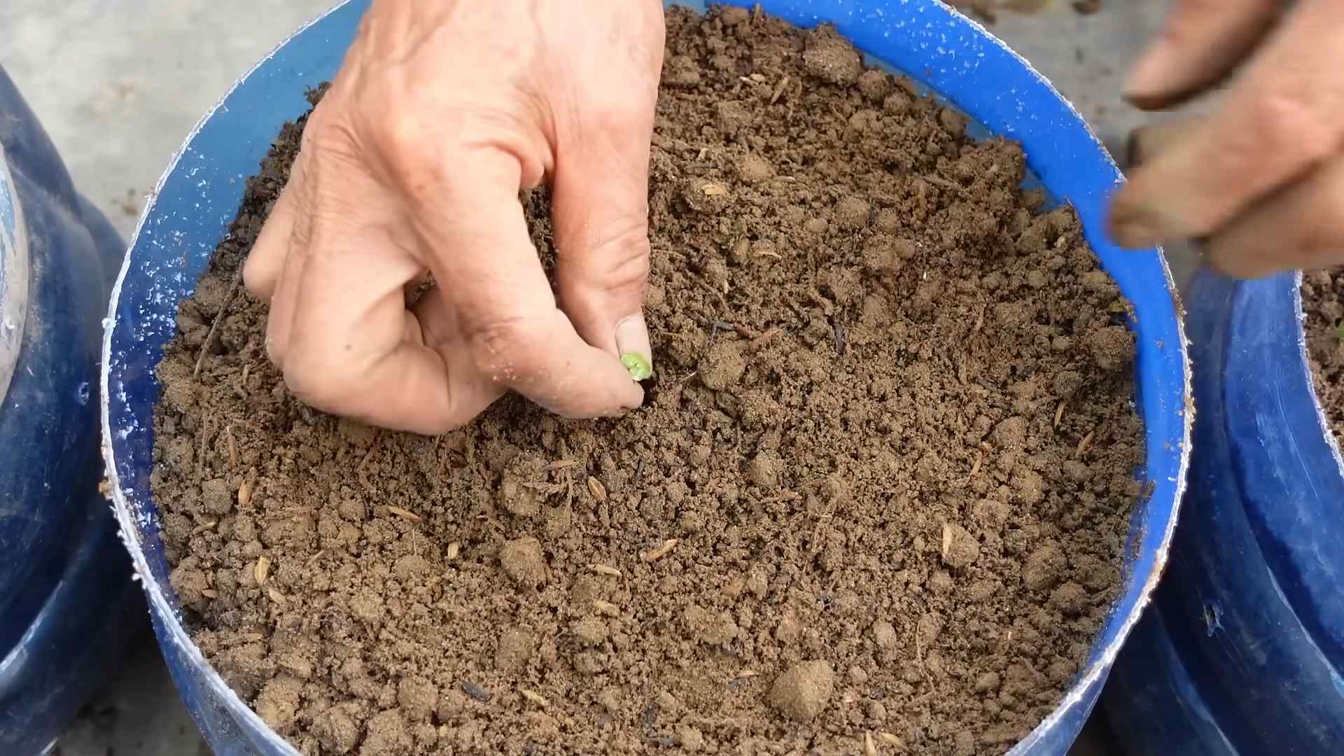 Napa Cabbage Container Gardening