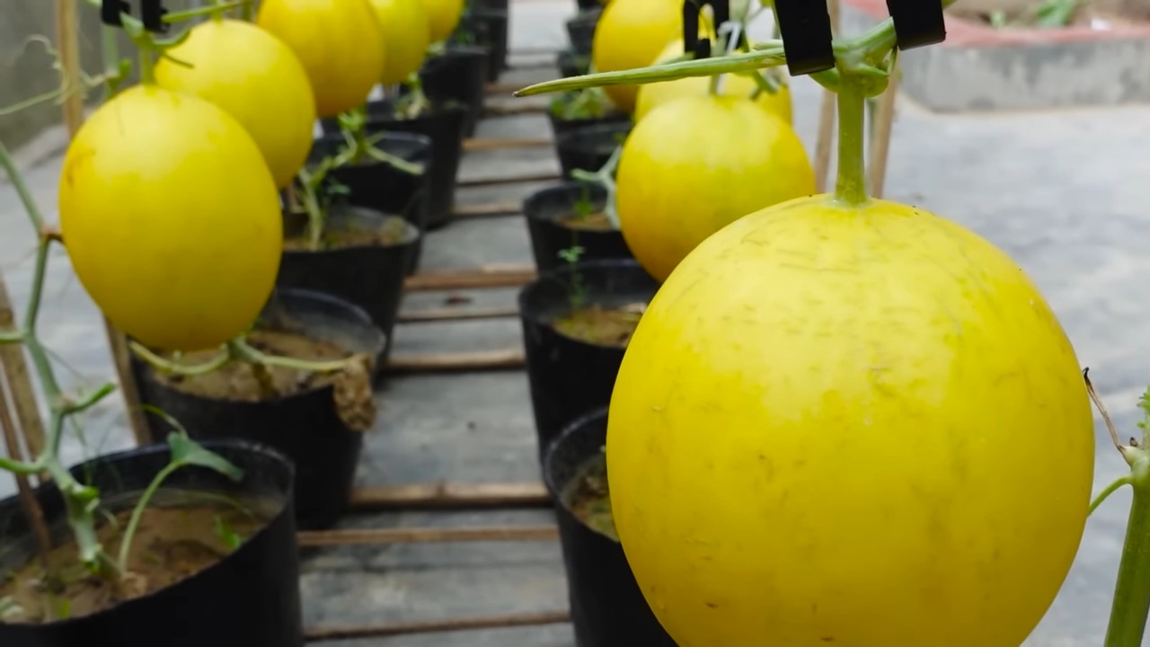 Grow Oversized Melons