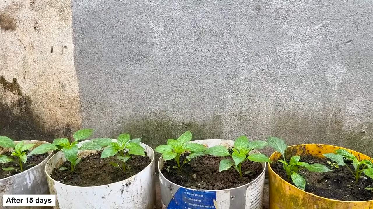 Grow Bell Peppers Easily