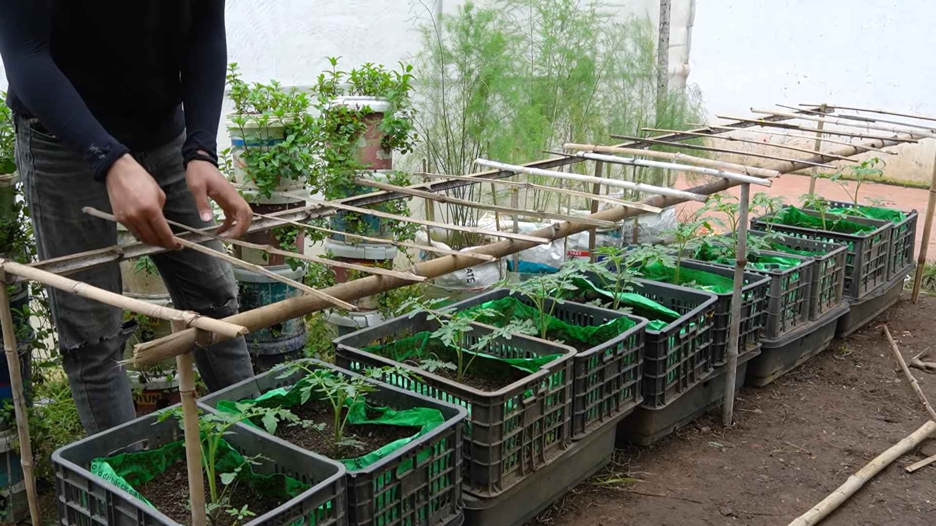 Grow tomatoes at home