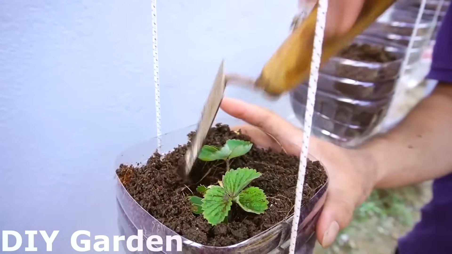 Grow Strawberries at Home