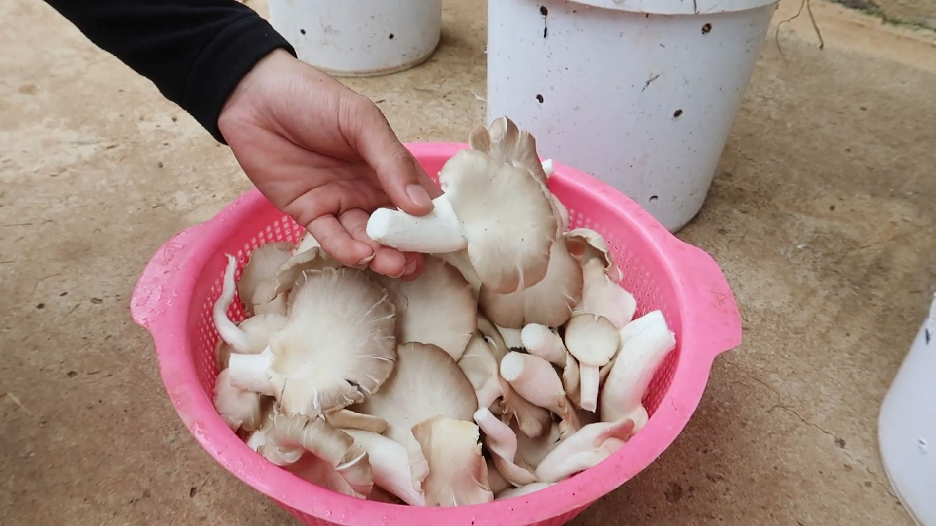 Grow Mushrooms at Home