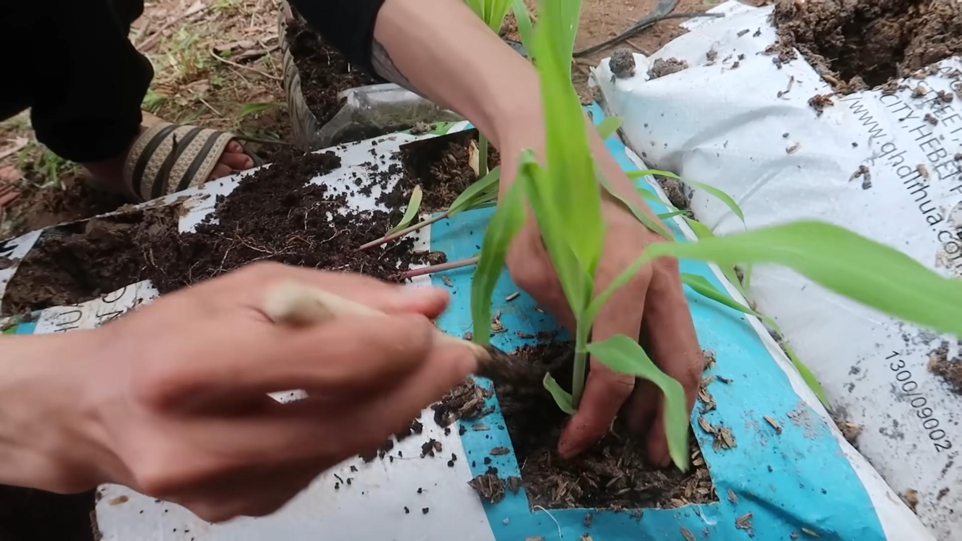 Corn Growing Bag